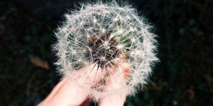 heckmann – Rekruttering