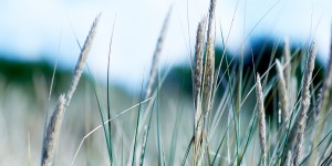 heckmann – Referencer